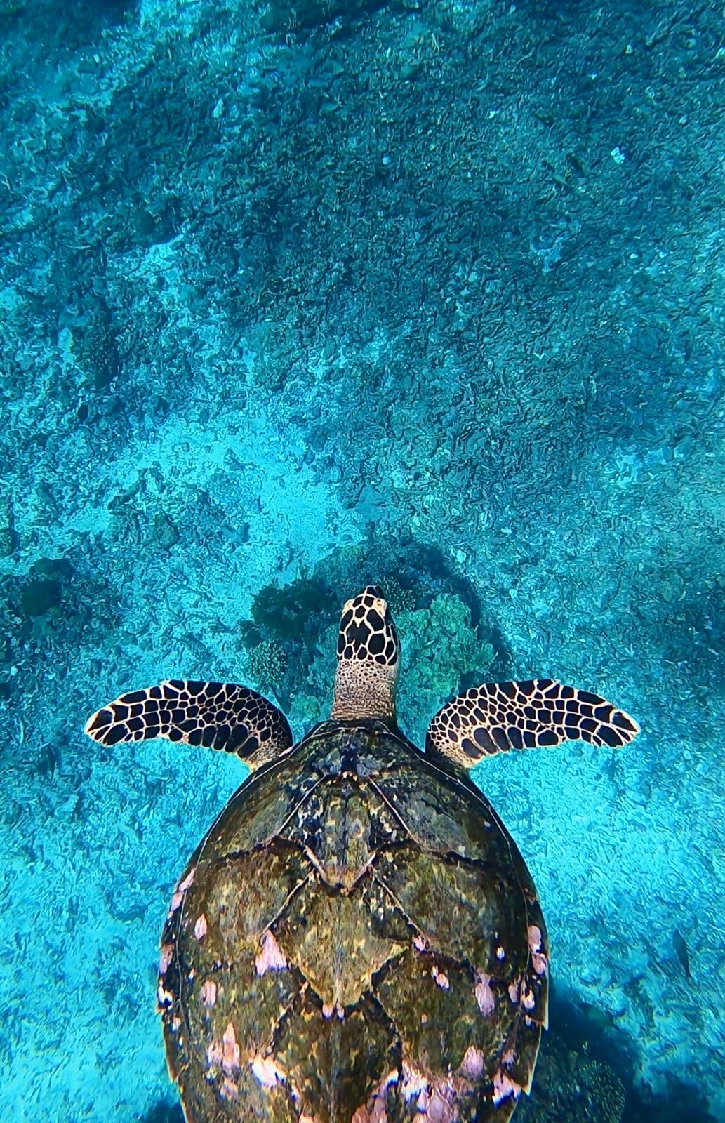 World-Class Snorkeling